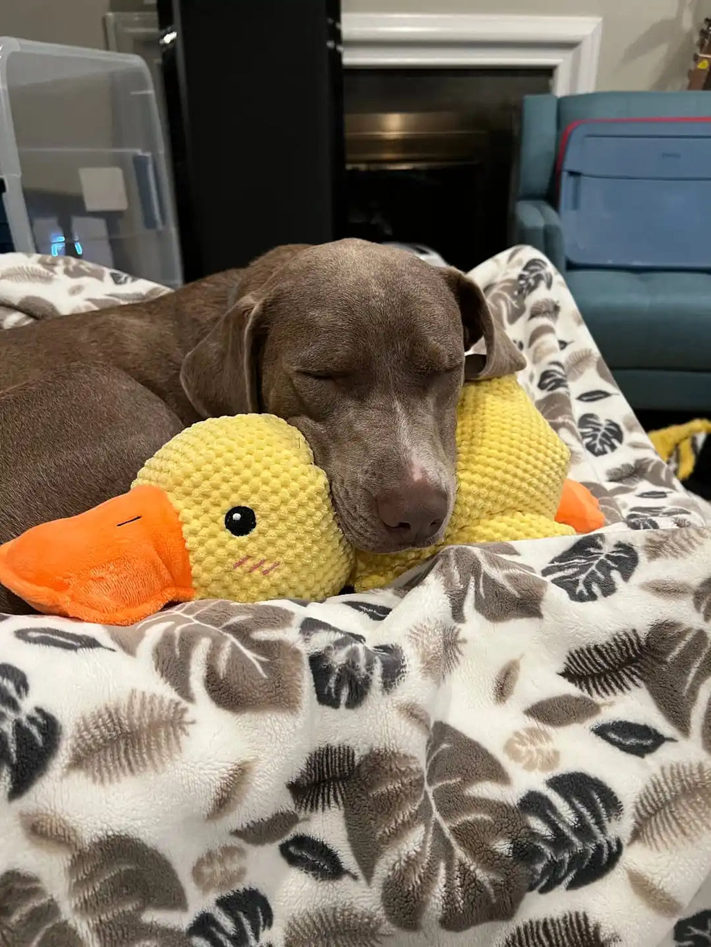 Calming Duck Dog Toy – Plush Squeaky Anxiety Relief Chew Toy